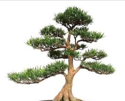 罗汉松你了解多少如何养护怎样制成美丽盆景！