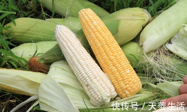 我妈|大爷自制钓鱼窝料,成本低,每次都比别人钓的多,无私分享给大家