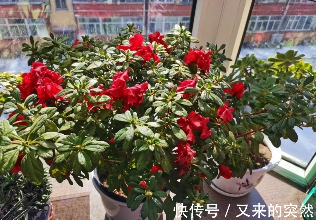 入冬修剪，这9种花，剪错不开花、杆子会枯死