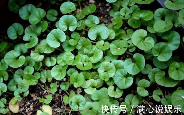 踩也踩不死的“野草”，长得像“铜钱草”，当做“吊兰”最好养