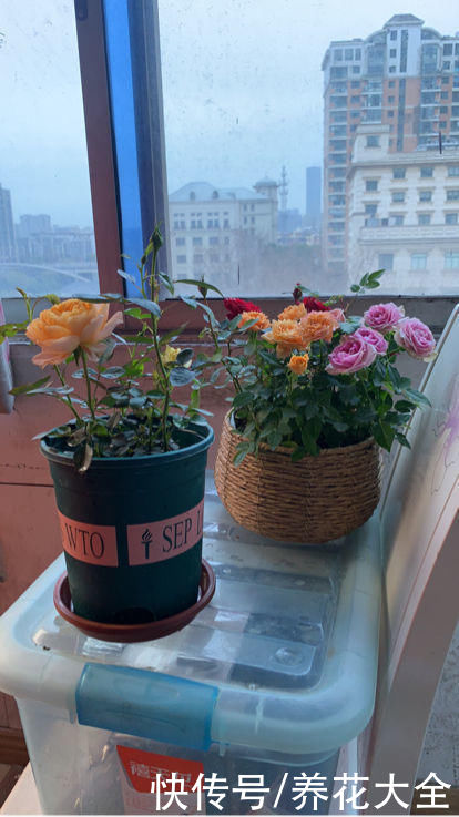 养花不用养太多，这一种花养好了，足够撑起一家门面