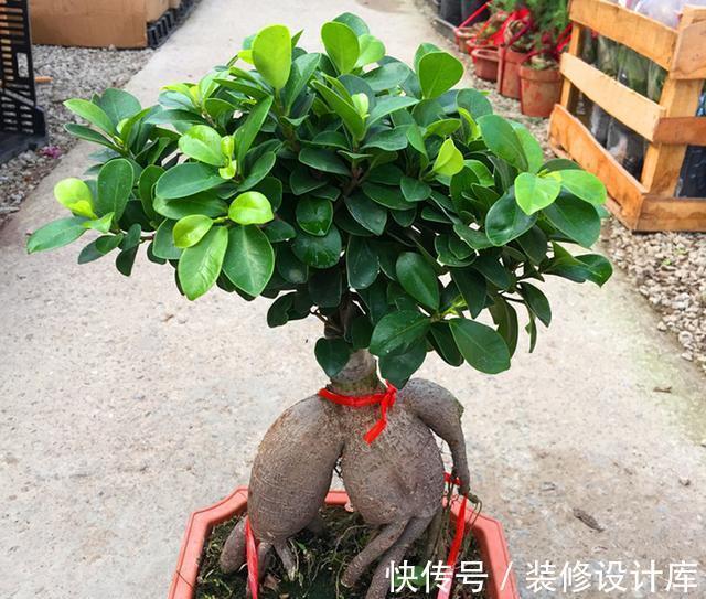 金边吊兰|盆栽榕树怎么养？注意2点，枝叶很多、绿油油很繁茂、造型也美