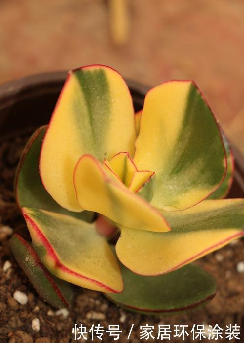 壮观|5种常见的多肉秀美又壮观,养护时,一定要避开这几个雷区