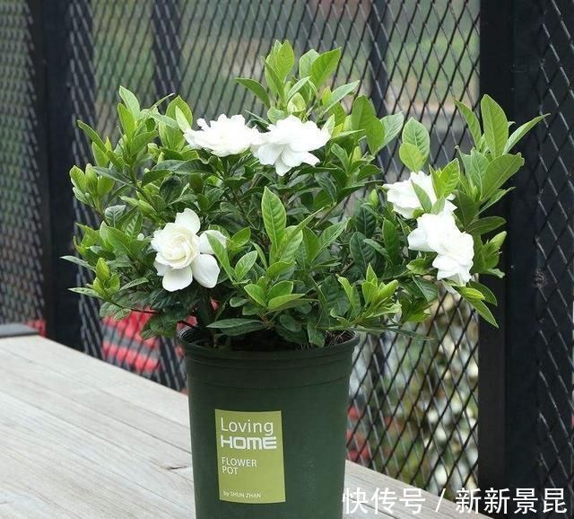 满枝|3种花都是“酸水”喂大的,每月浇点醋,黄叶消失,花满枝