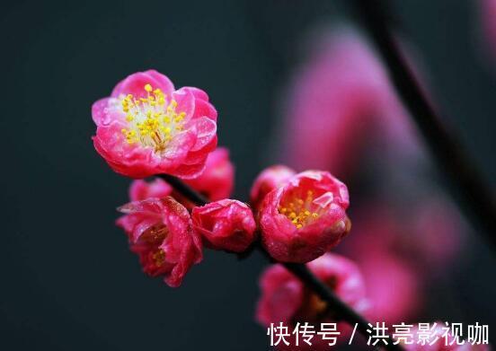 落日余晖|陆游最经典的写景词，全篇无一梅字，却句句描写梅花