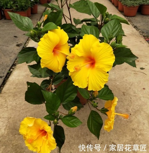 花草|房间有异味,不必买芳香剂了,只要养上3种花,房间变得花香四溢