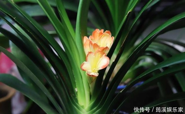 盆花|什么淘米水、啤酒水都不如它,“一勺”养爆一盆花,就怕你不认识