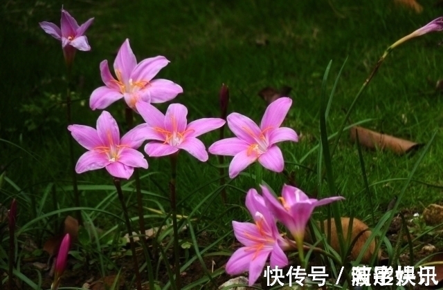 阳台上|4种花，一年四季开花不断，盆栽地栽都能够轻易就开成一片