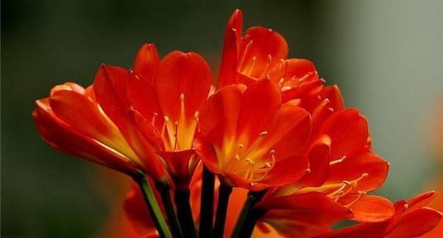  君子兰的养殖方法8大要点