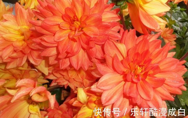 巨蟹|8月后，桃花待放，姻缘即来，甜入心间，将喜提良缘的星座