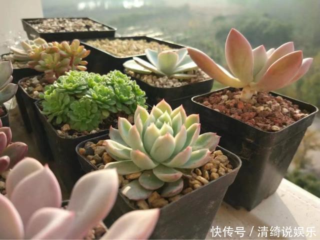 板结|它不死已经给你面子了，多肉不换土，你是想在水泥地养多肉