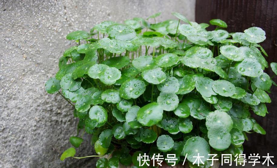 叶子|3种“自带钱”的漂亮花卉，摆在家里吉祥健康，是盆栽佳品
