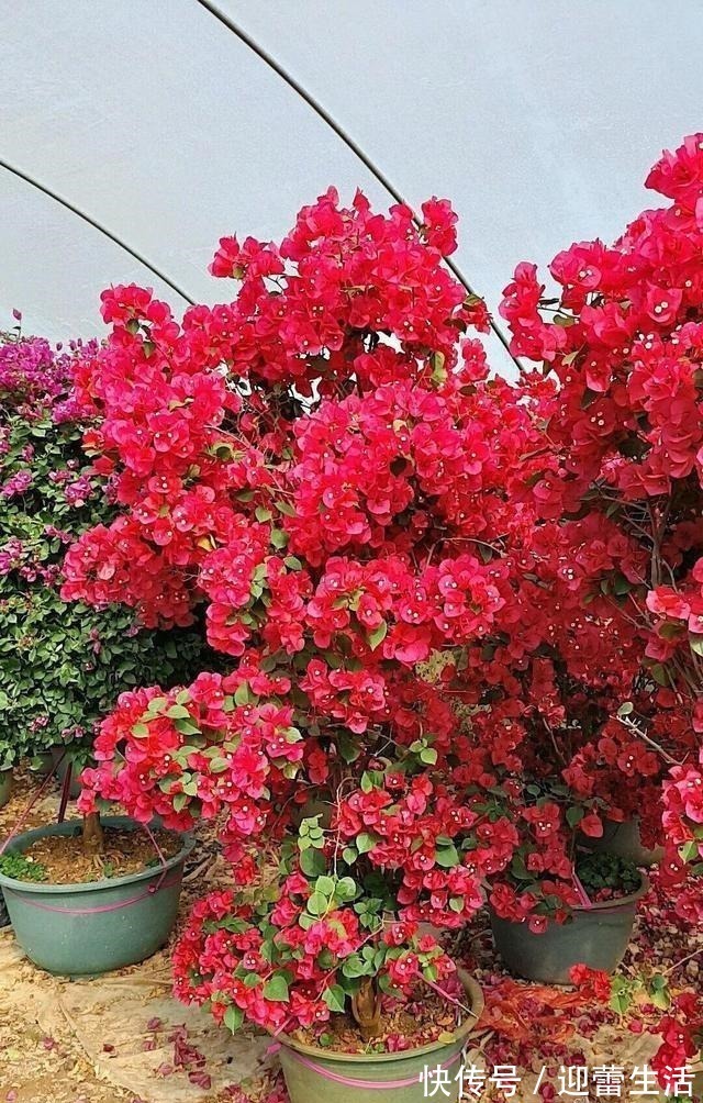 满枝|三角梅不开花,变“刺头”,教你2招拔出刺,满枝全是花球!