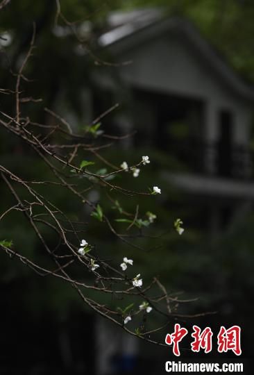 樱花|杭州西湖樱花反季开放 成独特秋日景观