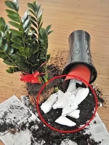 这5种花以后不要买了,很多人被坑了还不知道!