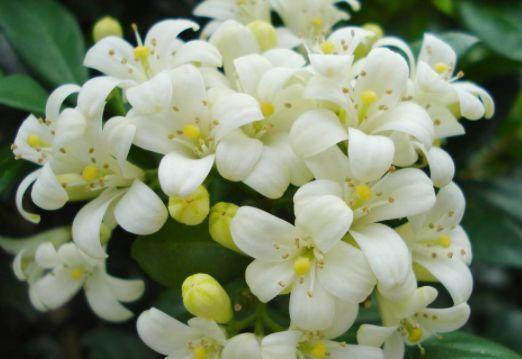 适合养在客厅的植物,好养易打理,新手也能养很好