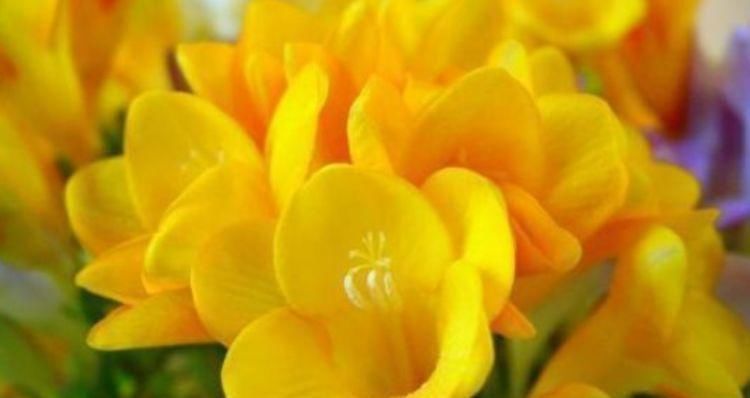 家里就养4种花,妖艳妖娆,层层交叠,烂漫迷人眼