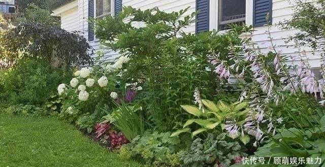 叶片上长满斑块的红边椒草,比圆叶椒草好看几倍