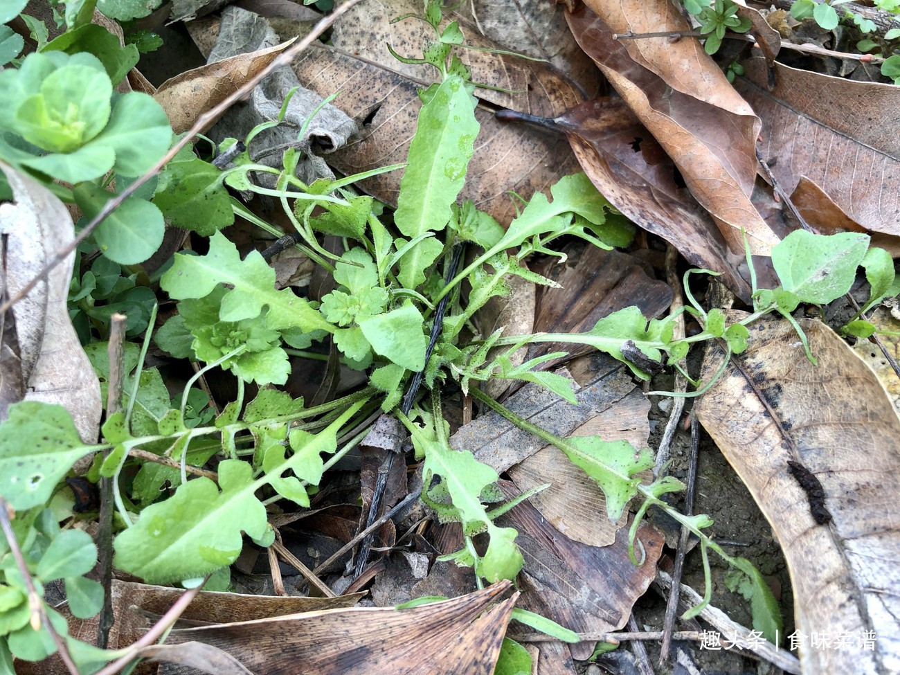 马齿苋|此8种野菜不用花钱买，来认识一下，营养高味道好，错过等明年了