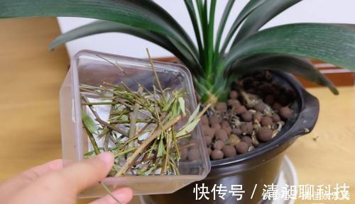 盆底|这东西泡水就是“天然生根剂”,埋在盆里也管用,根系越养越粗壮