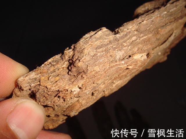 前列腺炎|一种寻常树皮,是慢性前列腺炎的对头!水边常见,少有人识