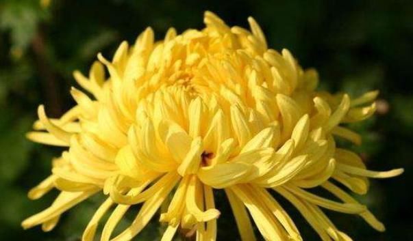 血压高别再怕,4味中药泡茶喝,血压喝一次降一次,赶快行动吧