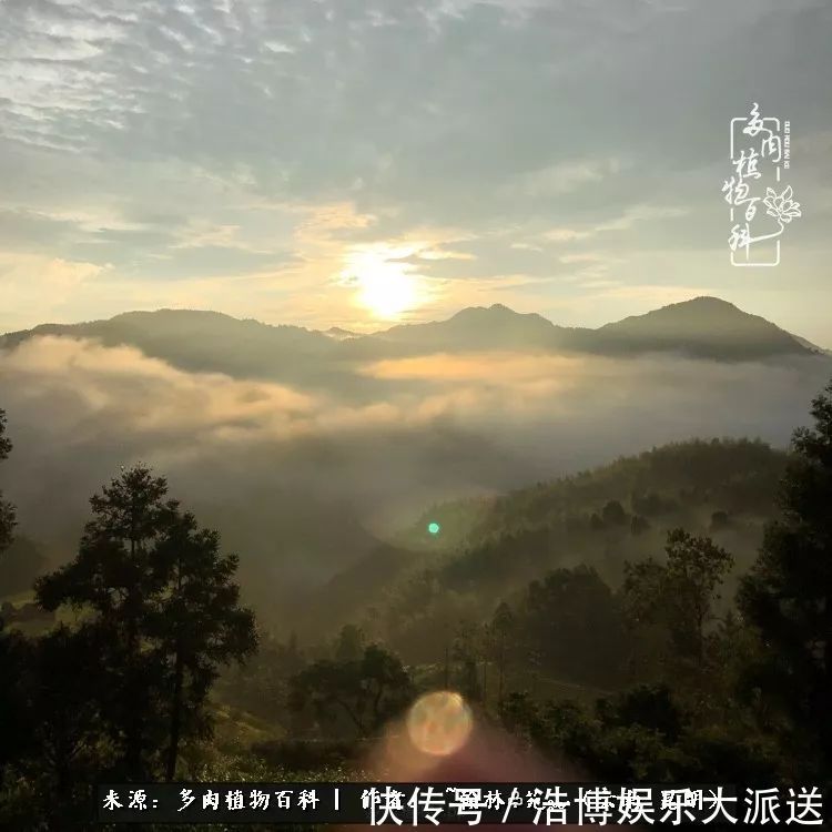 挂区|因为多肉,背井离乡来到开挂区,多肉变好看,小伙变大叔!