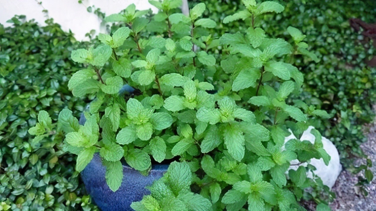 扦插|邻居的院子夏日几乎没“蚊虫”,原来是因为养了3种花,我也要养