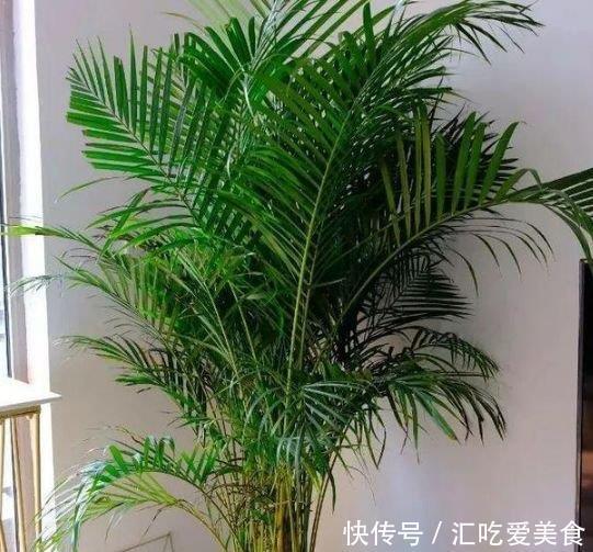 3种花是懒人的最爱,越懒养长得越好,给点阳光就爆盆!