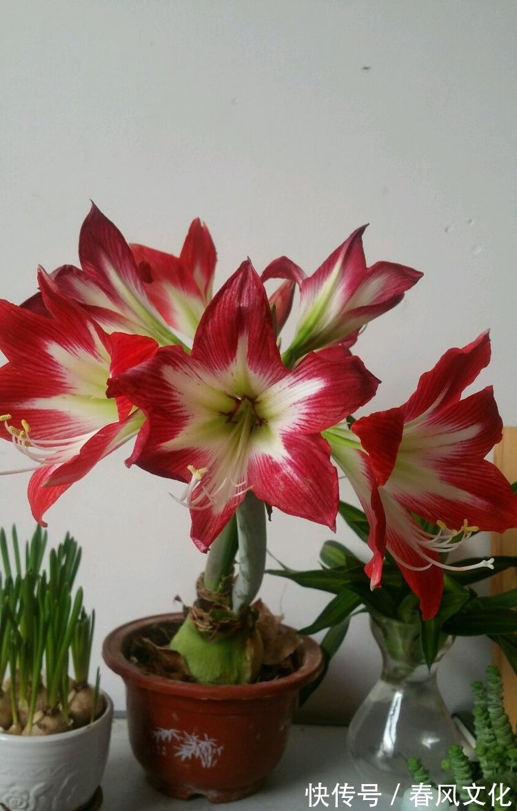 花卉|“精品三角梅”柠檬黄三角梅,花开爆盆成花树,庭院养花首选