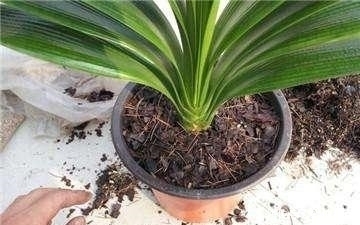 废油|家养君子兰长势差?给它来一勺油,黄叶烂根通通不见了!