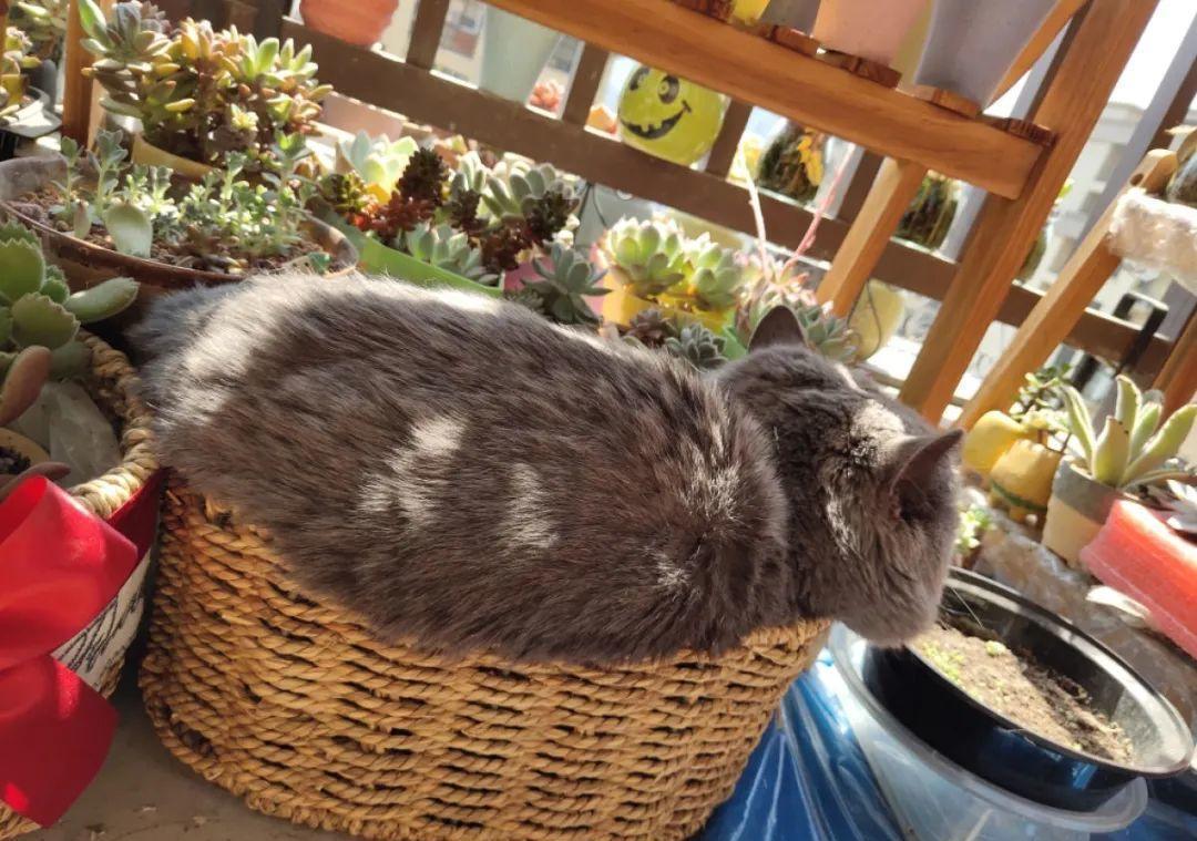 10个偏方,能省不少钱,把花养的又肥又壮