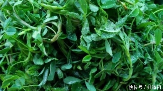 蒲公英|春季到农村挖野菜,这九种野菜可以吃而且营养价值高,你吃过几种