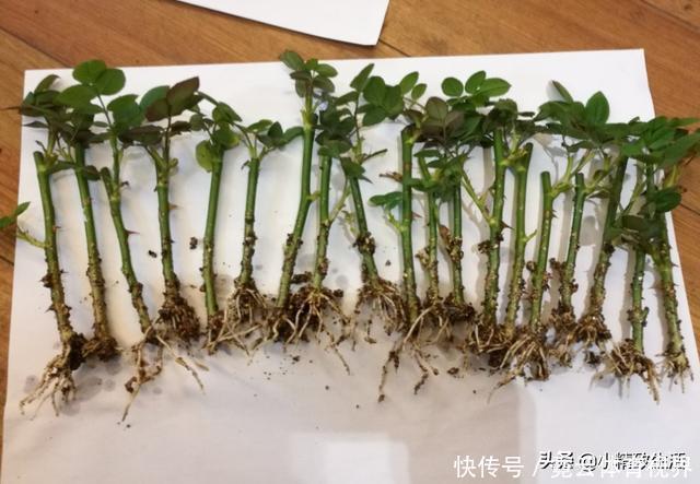 花友|玩扦插有2个难点,试试这个小方法,1月长出“大白腿”,成活高?