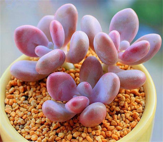 想把多肉桃美人养得粉嘟嘟胖乎乎,3个技巧要掌握,1分钟学会