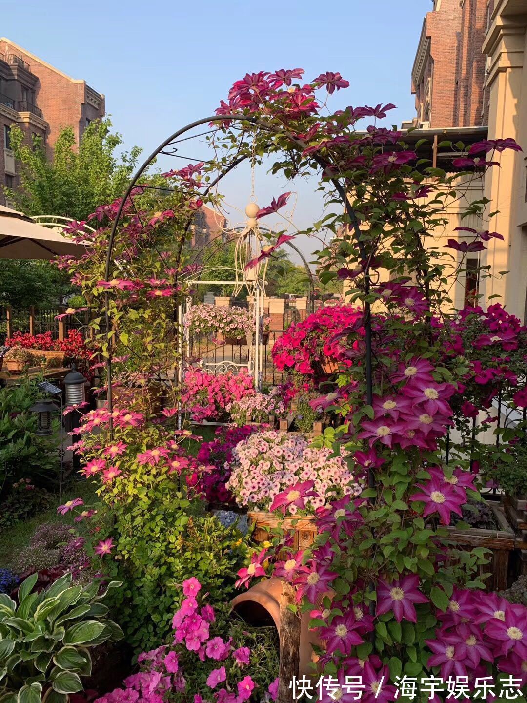 我有一个花园小院,秋季月季开花尚好,草花开爆盆