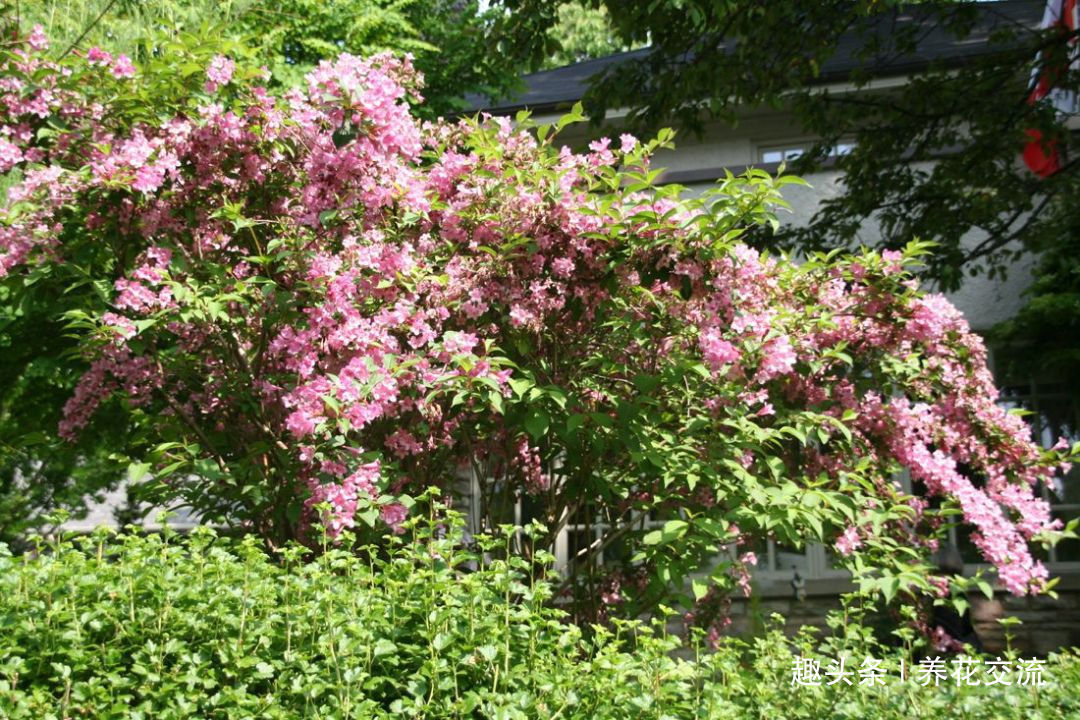 极其耐寒的锦带花，在东北和西北寒冷的地方能养很好，花开特旺盛