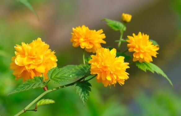 在家中养上一盆“它”不但好养，开花色泽亮丽，简单好养爆盆