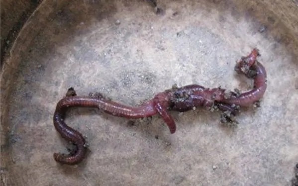 秋季钓大板鲫,牢记这些蚯蚓饵用法,连竿上鱼不成问题!