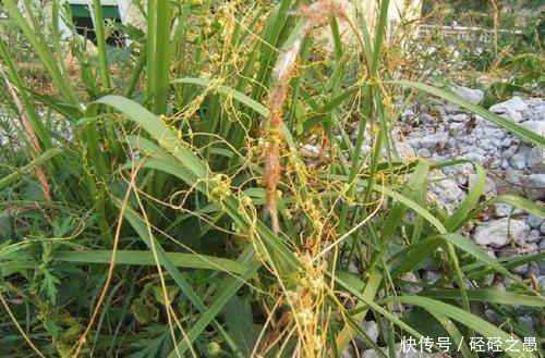 补肾|农村这种野草很厉害,人称“豆阎王”,豆子最怕它,却是补肾良药