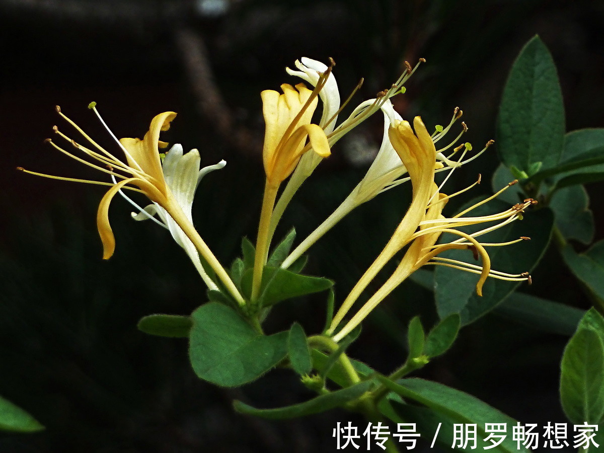 小苟!此花犹如风韵十足的少女,具有非凡的药用价值,寓意永恒不变的爱