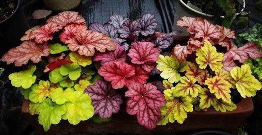 高颜值|家里采光不好也能养花,这几种高颜值花,摆在阳台就能开爆