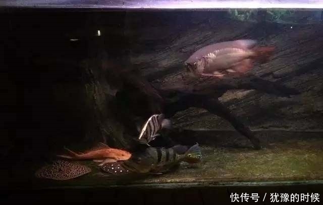 鱼缸和池还可以这样结合?只能说很有想法,有钱我也搞一个!