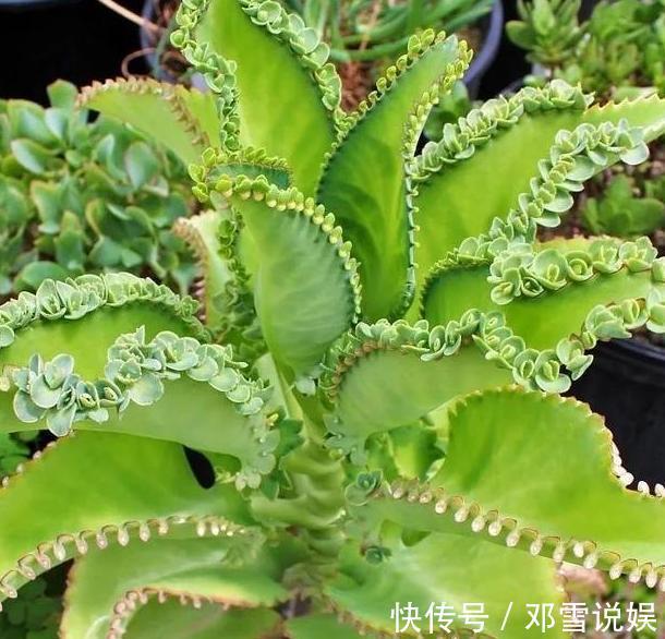 扛把子|在家盆栽5种植物，无需人为打理，是名副其实的''扛把子''