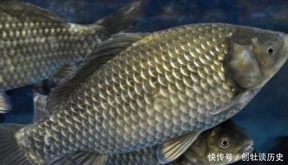 冬天吃鱼,专挑4种鱼,应季而食营养高味道好,买的都是聪明人!