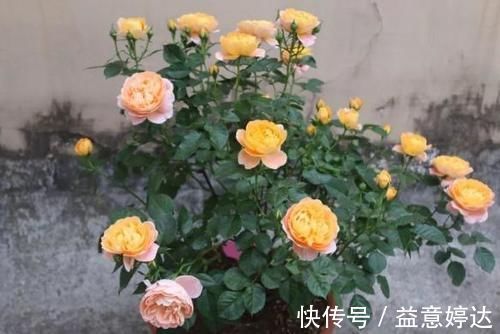 混搭土养花技巧：备上这几样，从此养啥花都能轻松应对