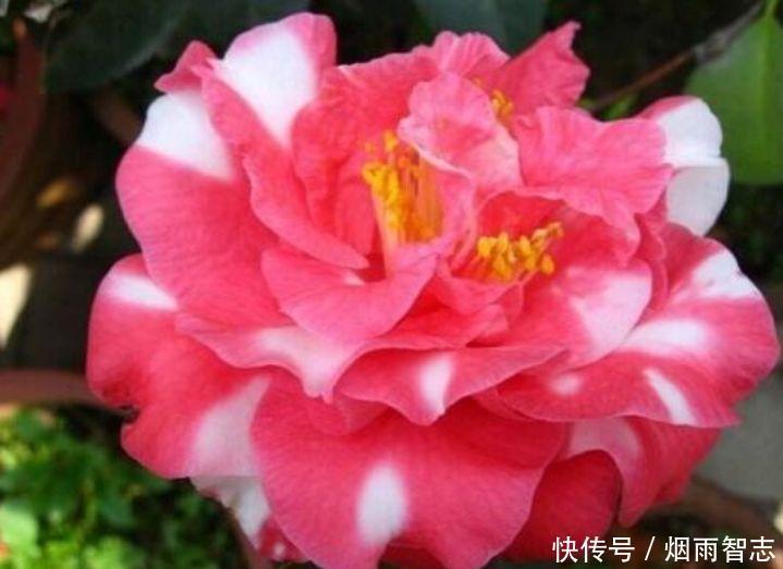 4种花是花中劳模,一年四季开花不断,颜值超高美极了