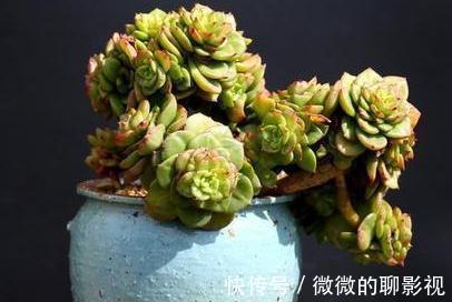 栽种|多肉界的小牡丹花,蜡牡丹多肉,避免踩雷防病有妙招,养出通透感