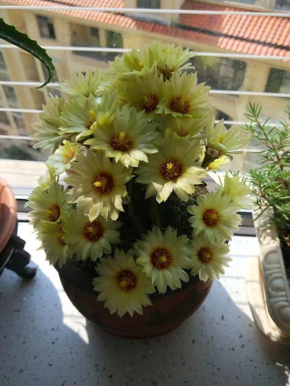 仙人球不开花,3个方面得改善,做好了以后花苞直冒,爆满盆