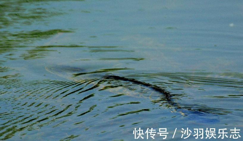 野钓用手竿钓底或钓浮，了解下面几点，黑鱼再凶也难逃